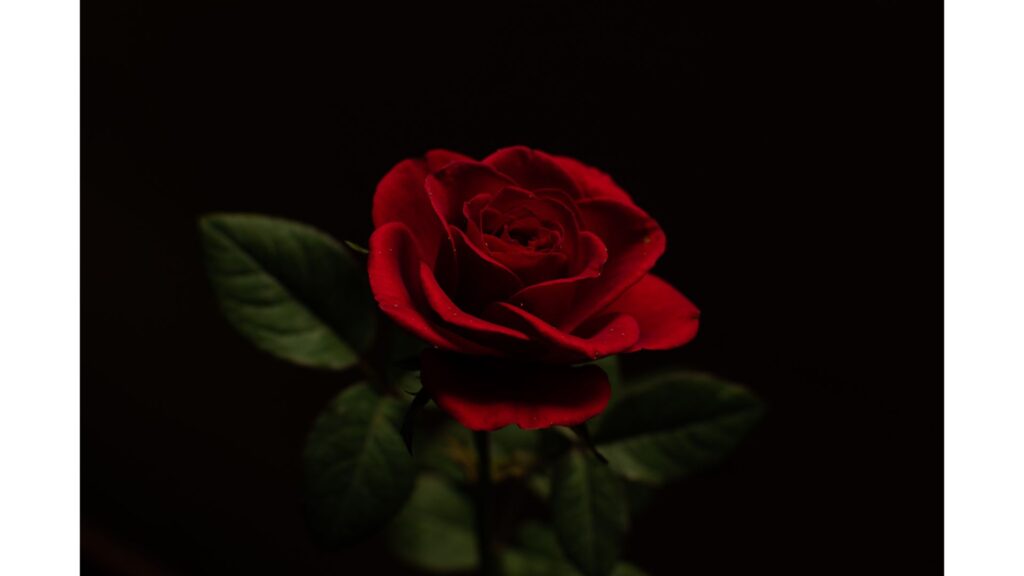薔薇