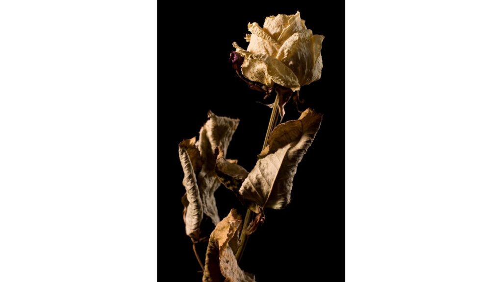薔薇 ドライフラワー
