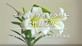 ユリのドライフラワーは作れる？長持ちさせるコツと保存方法を解説
