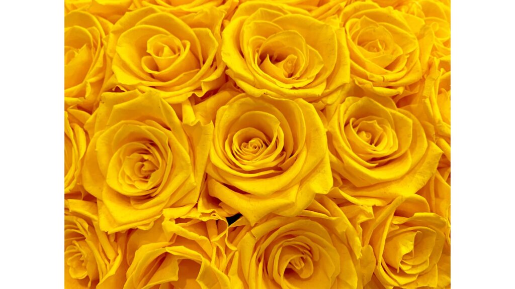 薔薇　黄色