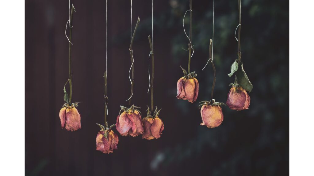 ハンギング　薔薇