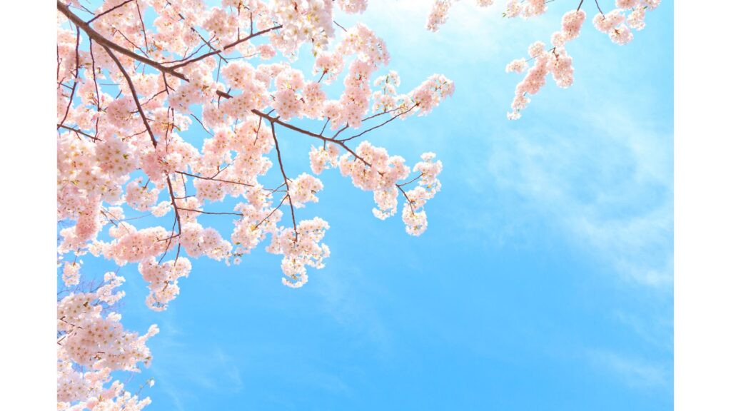 桜