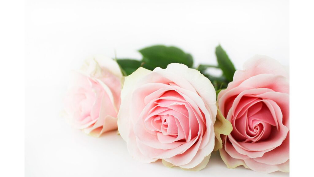 バラ 薔薇