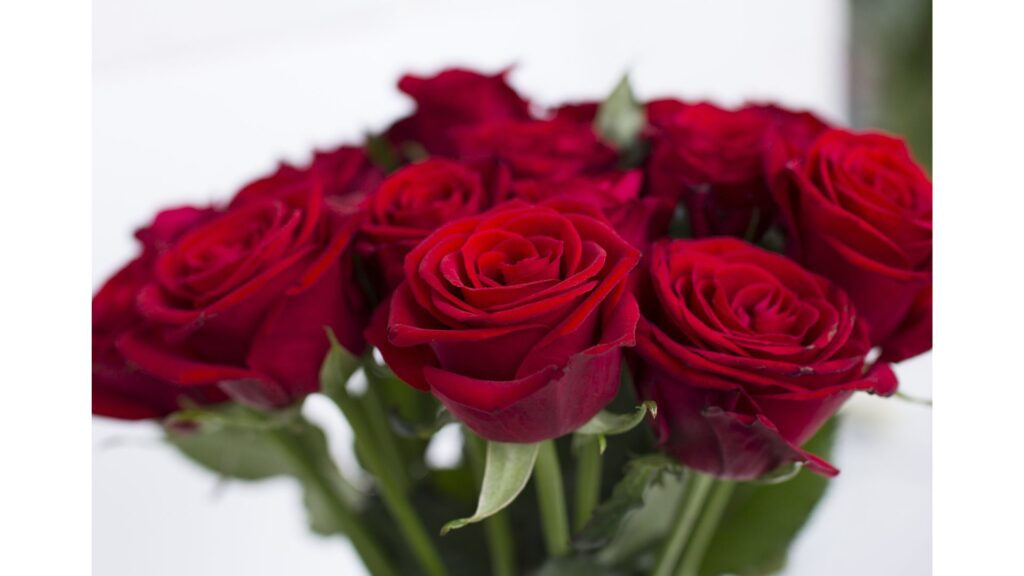 薔薇