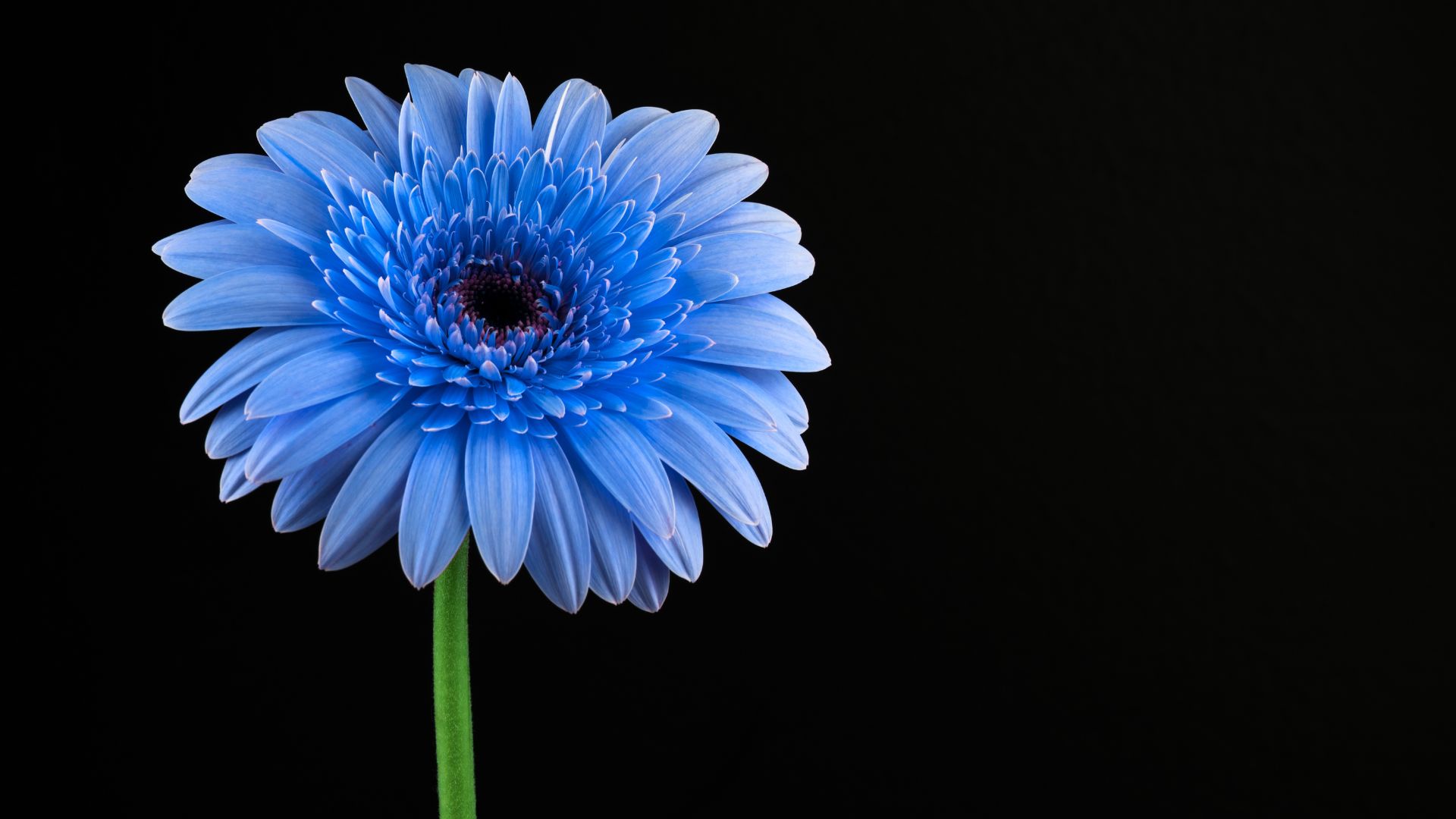青い花の花言葉まとめ|希少な理由と贈り方のポイントを徹底解説|アフターブーケキャンドルならベルブーケ