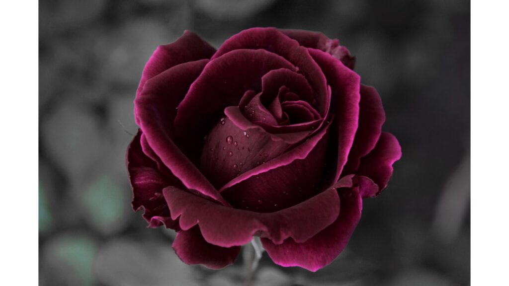 薔薇