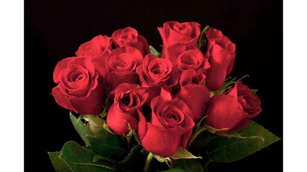 薔薇