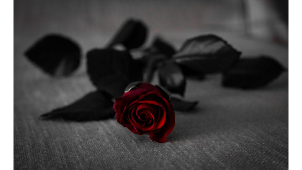 薔薇