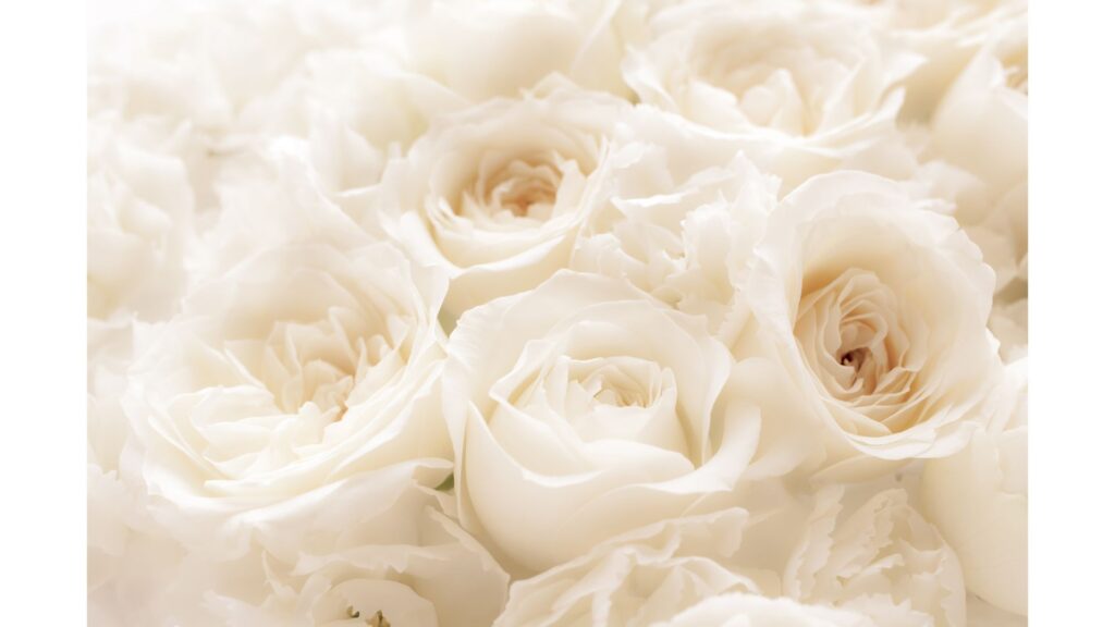 薔薇　白