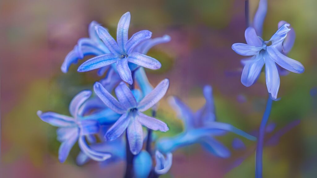 青い花 花言葉