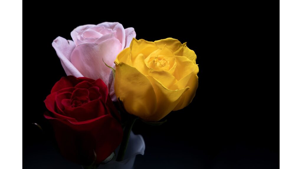 薔薇　3本