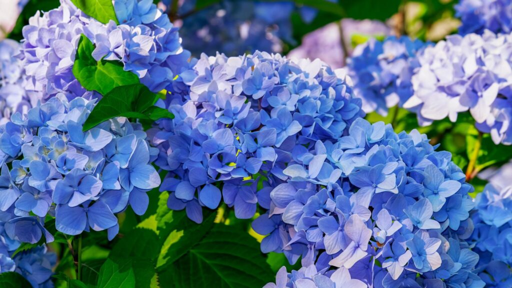 青い花 花言葉