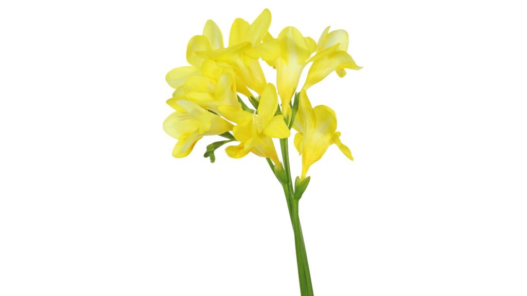花言葉　感謝　フリージア