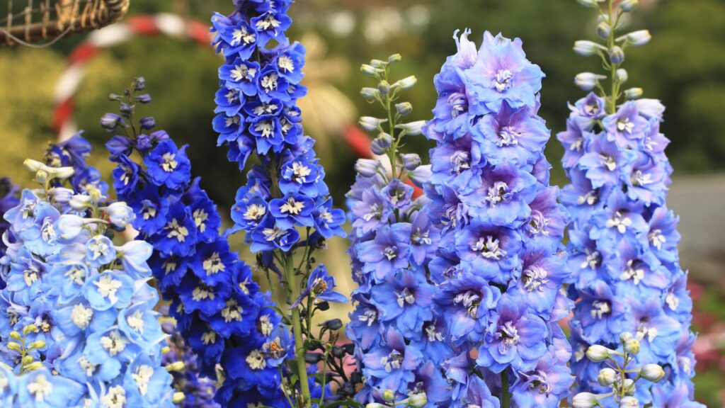 青い花 花言葉