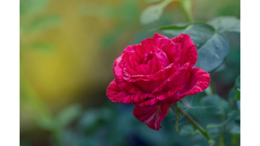薔薇　レッドインテューション
