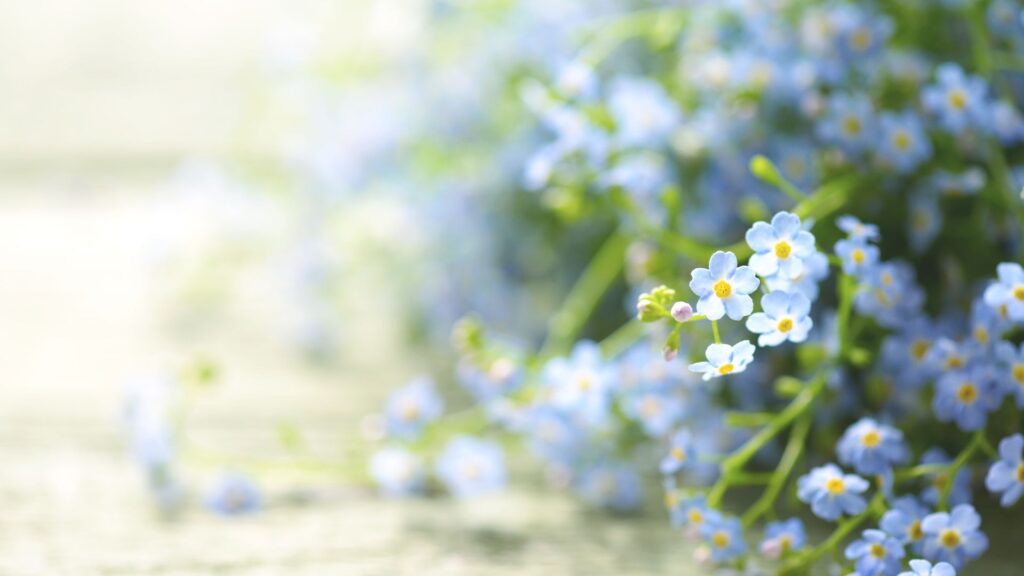 青い花 花言葉