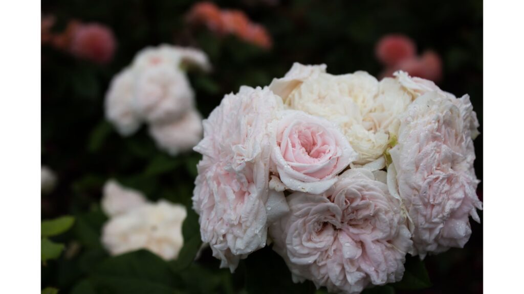 薔薇　クレール