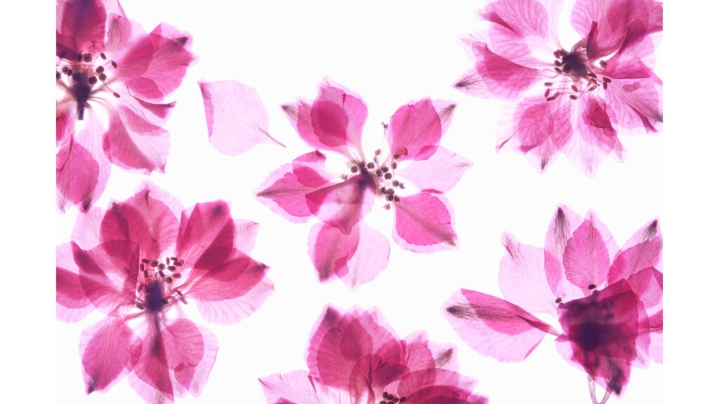 押し花　花　保存方法