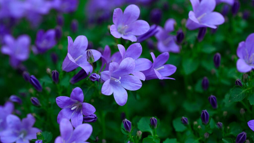 青い花 花言葉