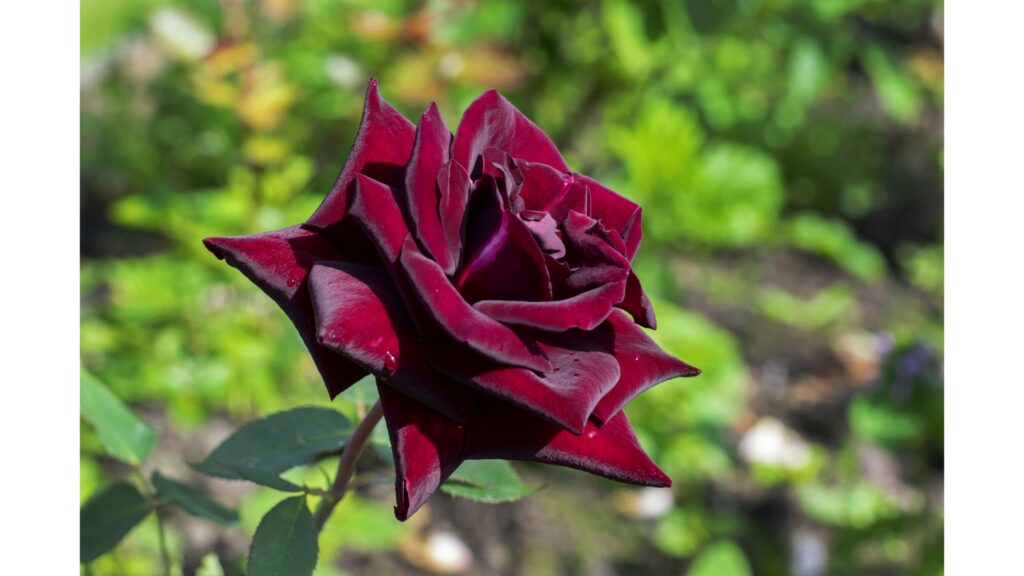 薔薇　ブルゴーニュ
