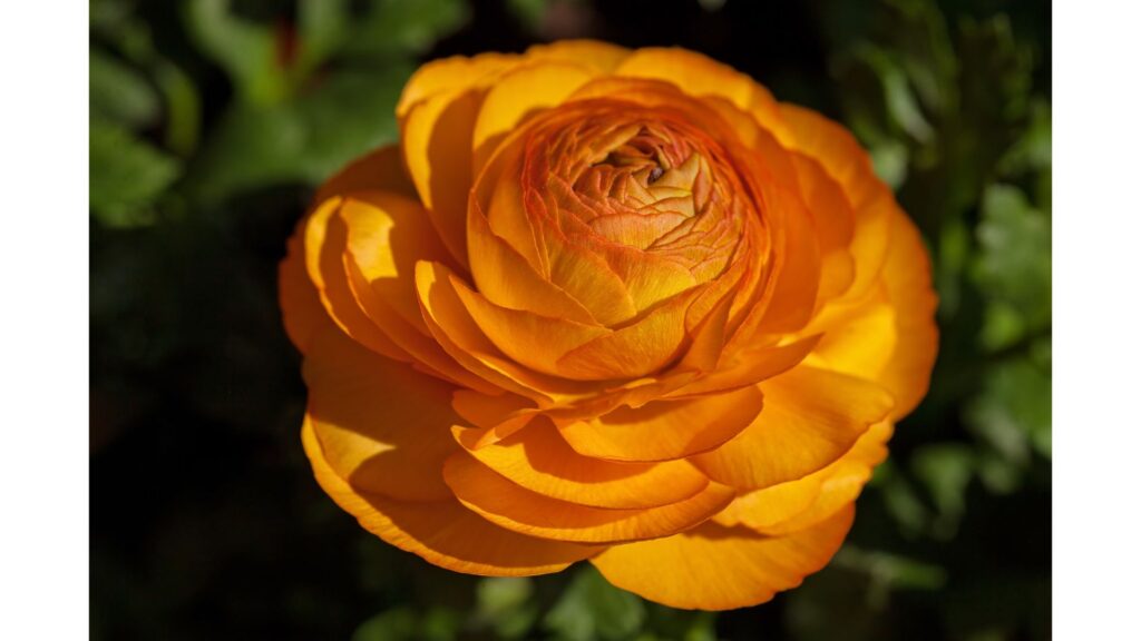 薔薇　オレンジロマンティカ