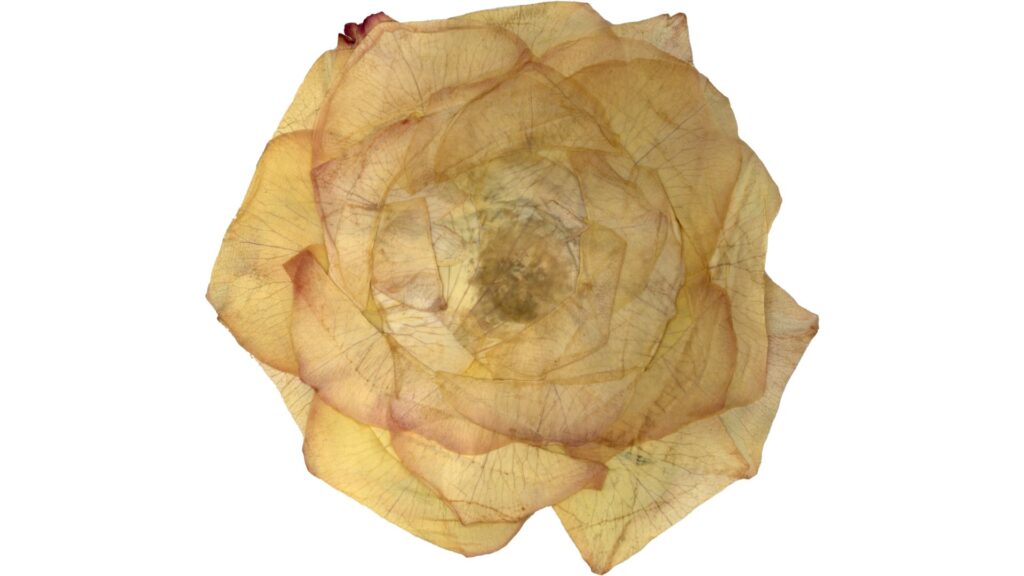 押し花　薔薇