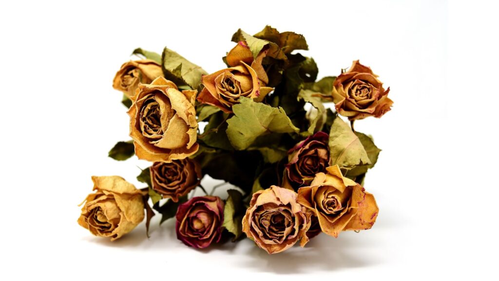 ドライフラワー　薔薇