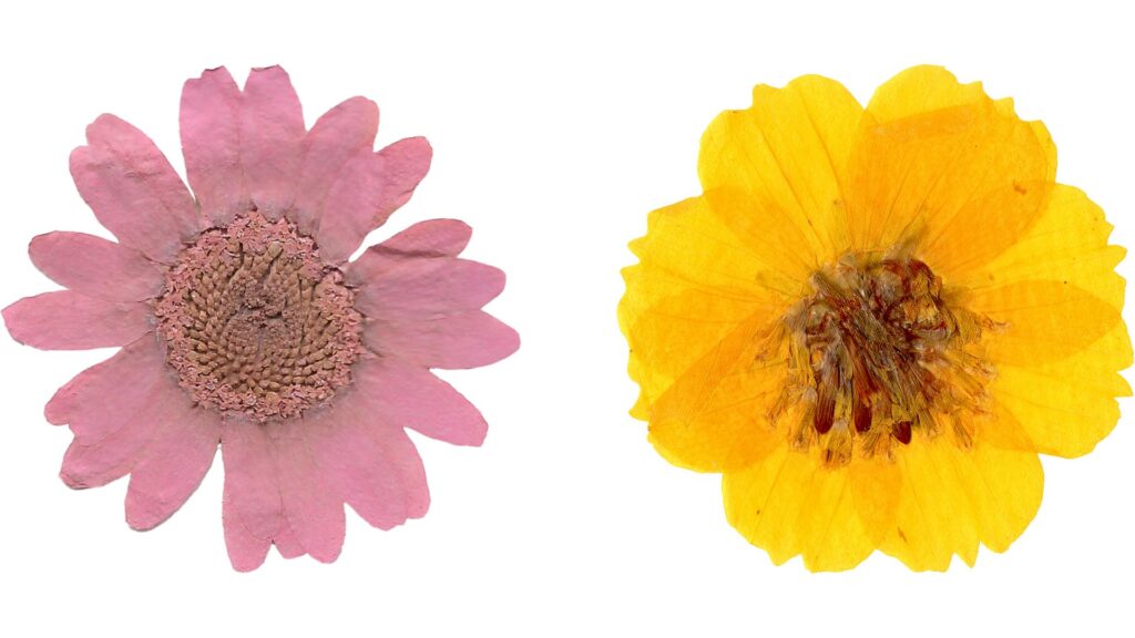 花 保存 加工 押し花 自分で