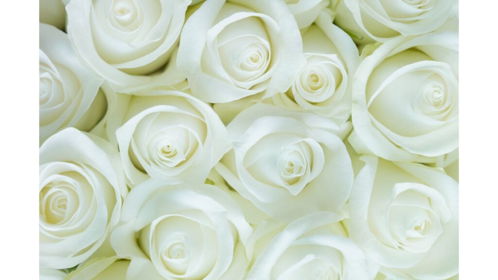 薔薇
