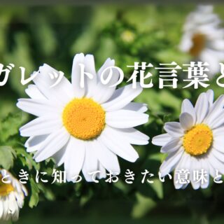 マーガレットの花言葉とは？贈るときに知っておきたい意味と魅力