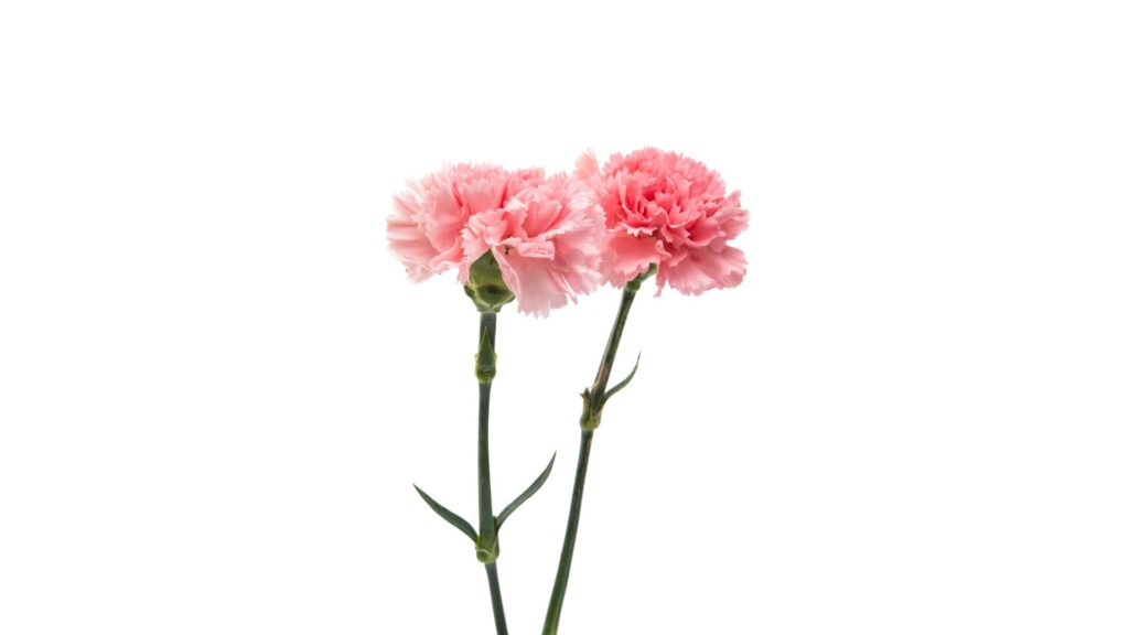 花言葉　感謝　ピンク　カーネーション