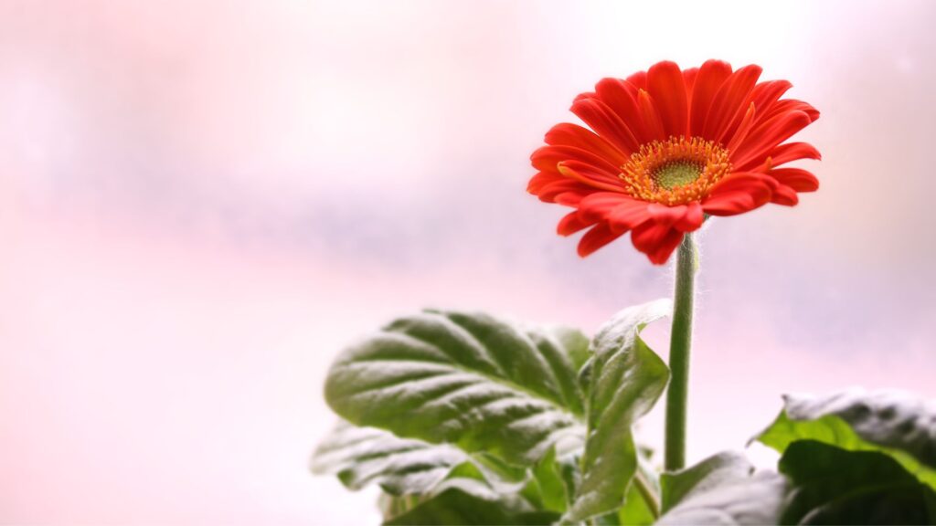 卒業 花言葉