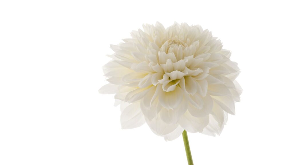 ダリア　白　花言葉　感謝