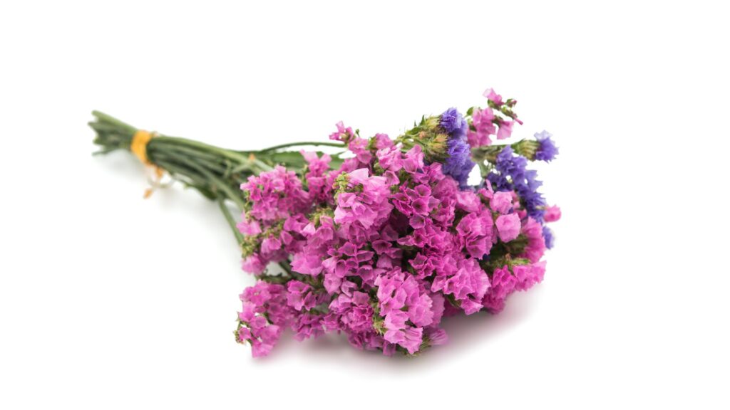 卒業 花言葉