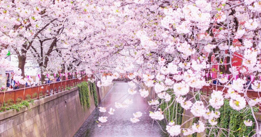 京都を代表する花、しだれ桜